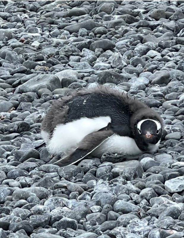 Baby Penguin Feathers